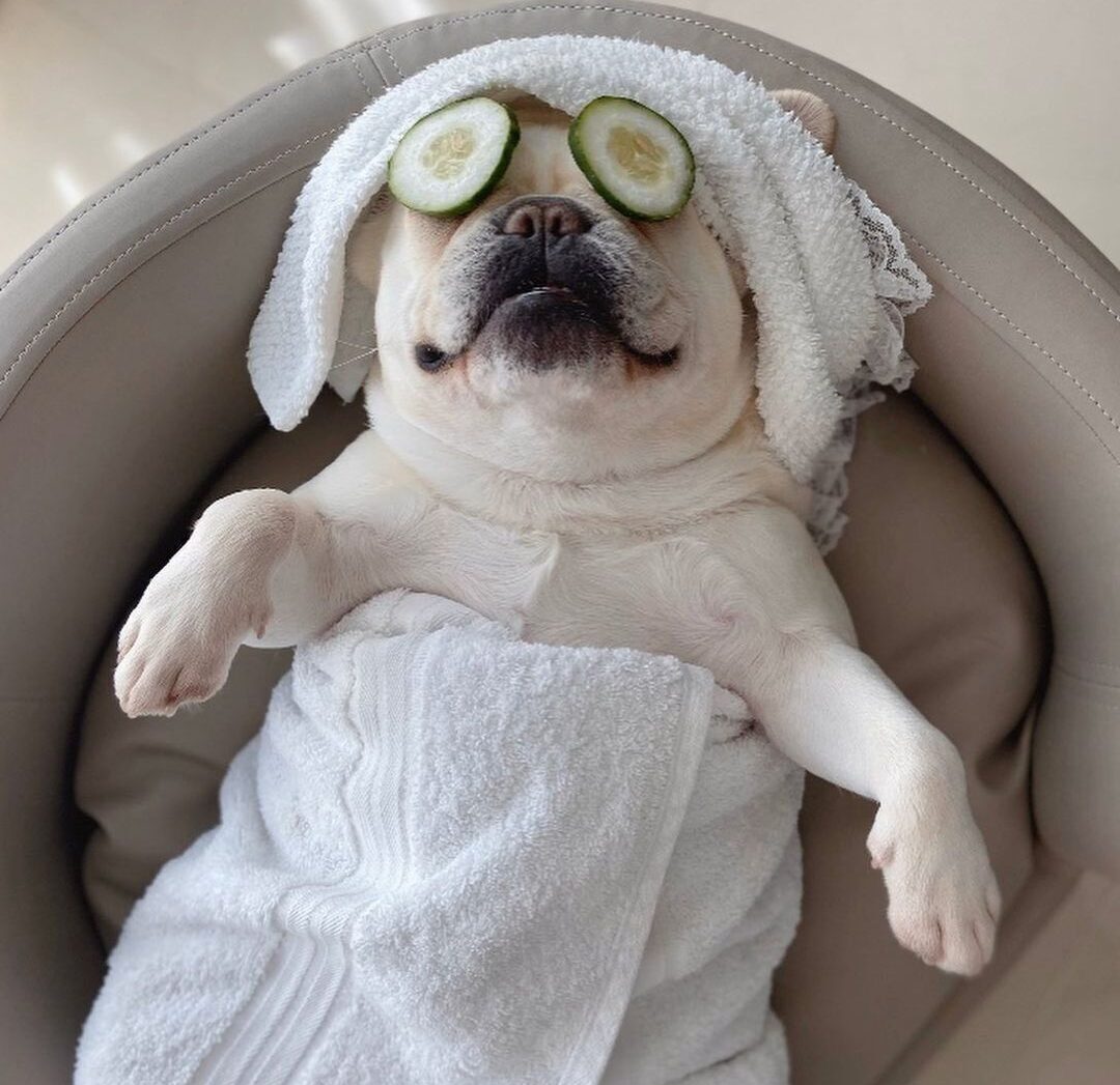 Dog baths: how often you should bathe your dog based on coat type