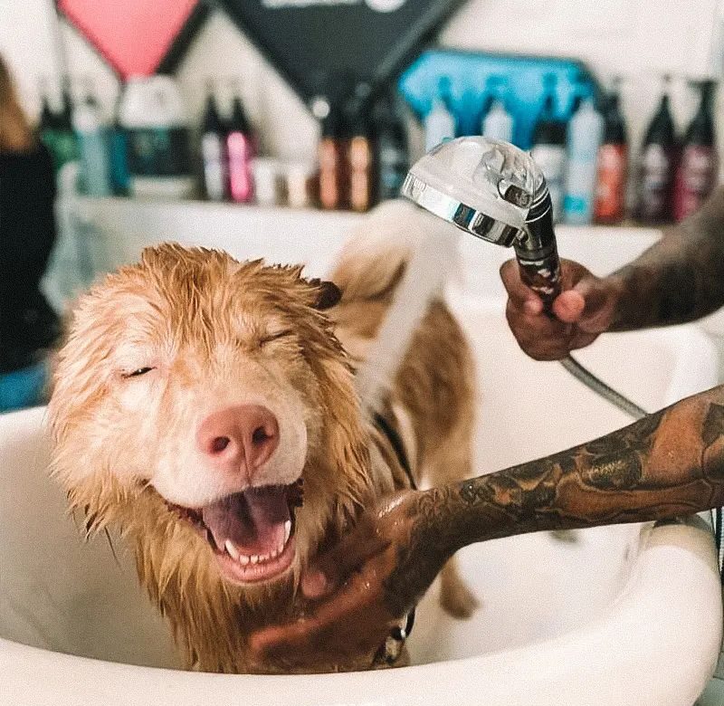 How to bathe a dog at home step by step in a bathtub