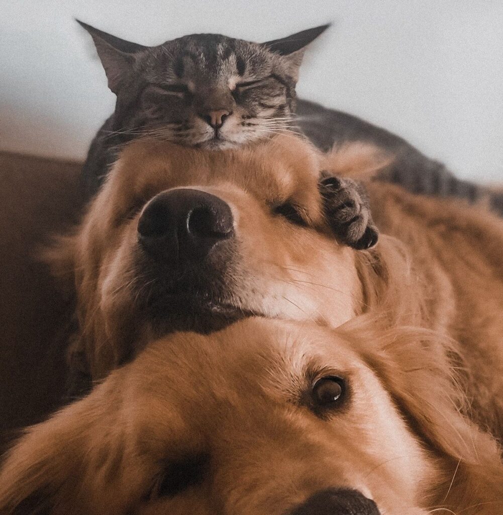 Dog staying calm during grooming with a professional groomer