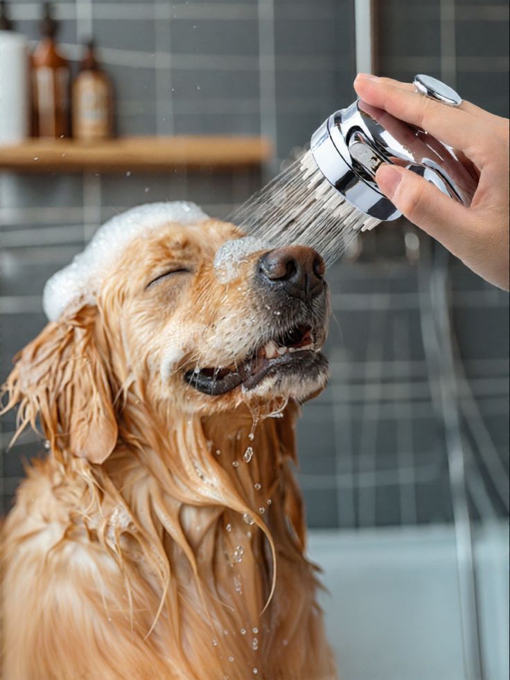 How to bathe a dog at home step by step in a bathtub