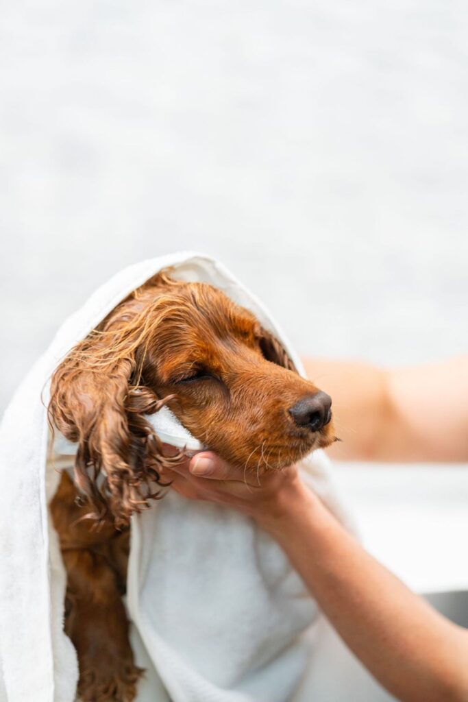 Dog baths how often: recommended bathing schedule for dogs