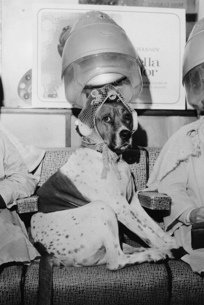 Dog baths: how often you should bathe your dog based on coat type